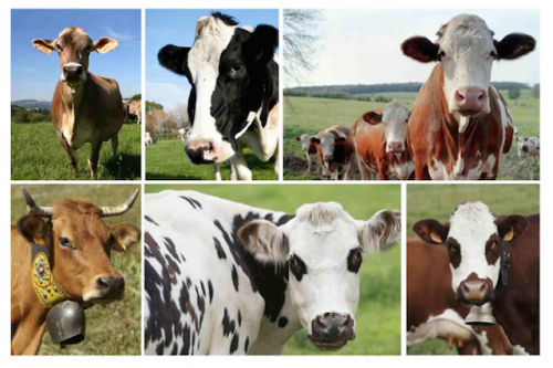 Vaches-laitieres.png